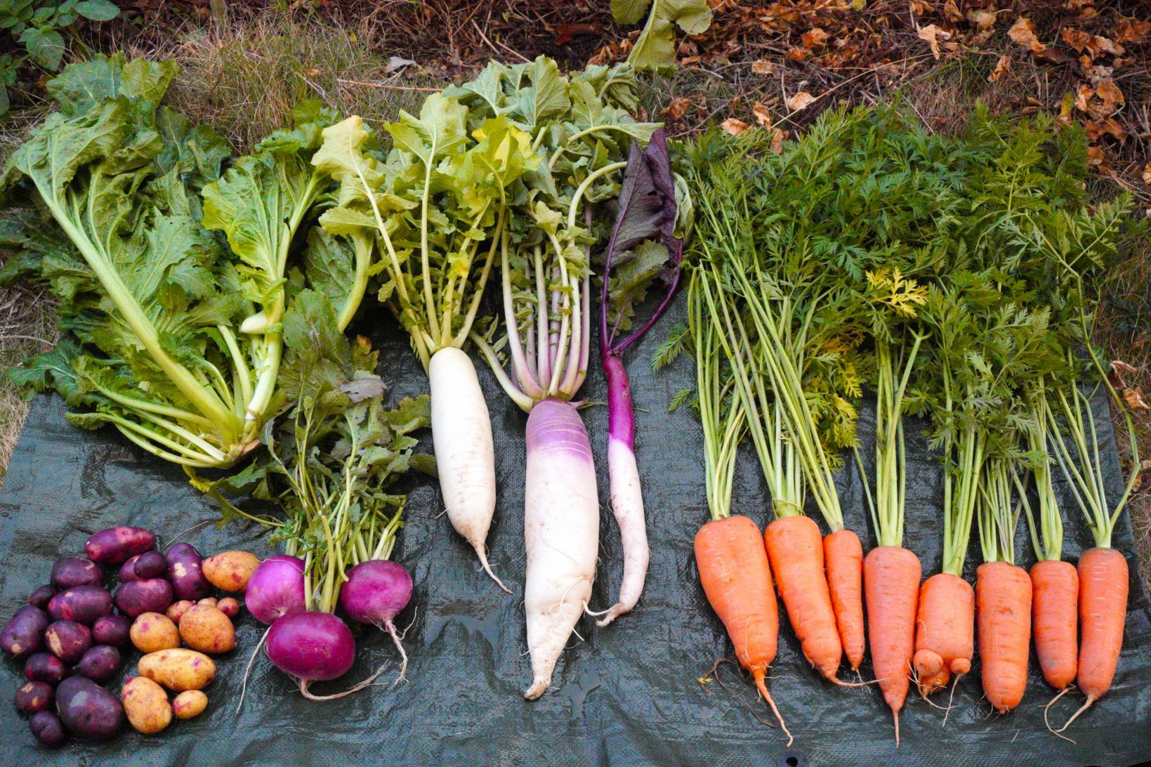 野菜の見え方が変わる体験-0