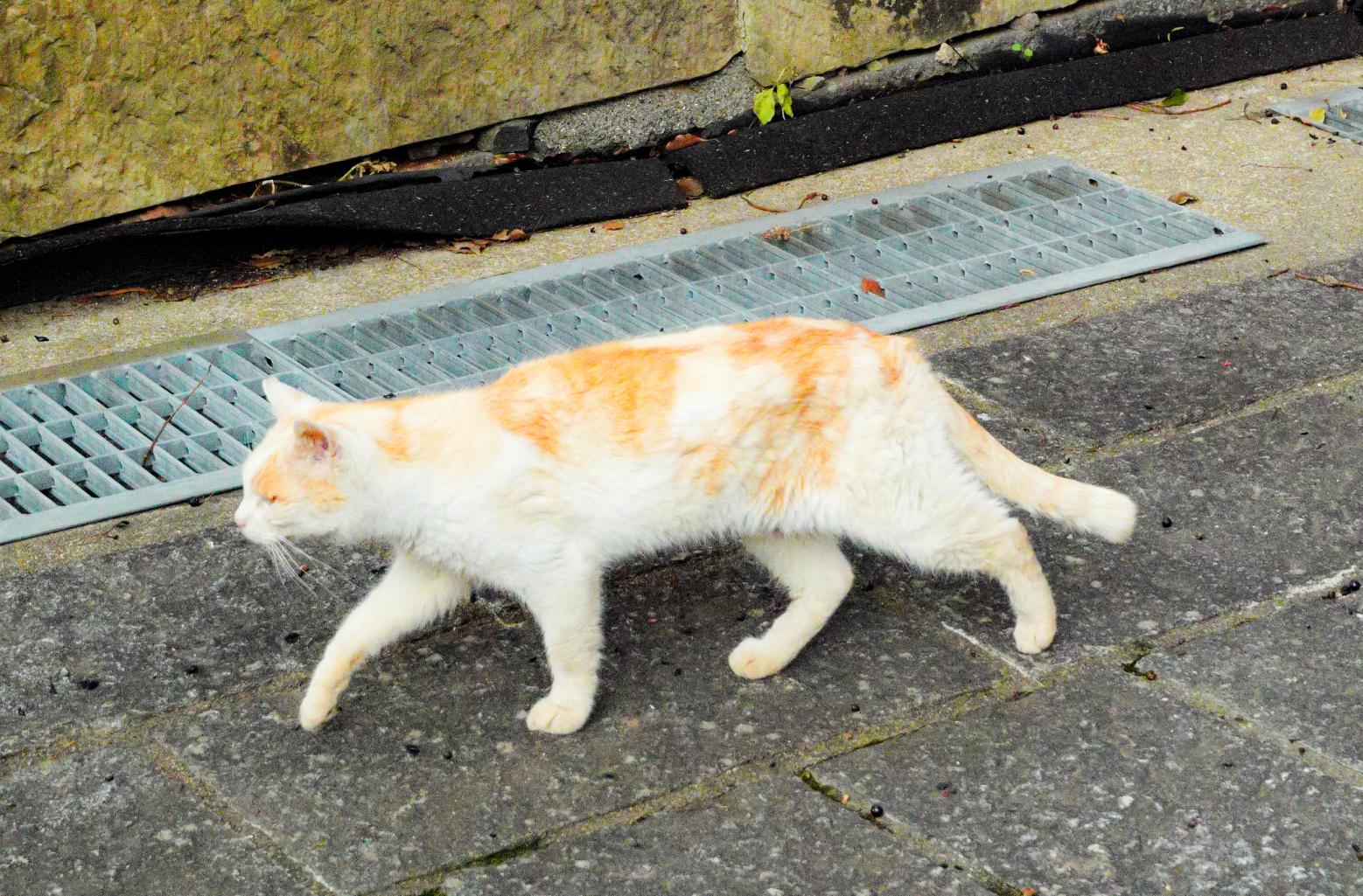 静かな長崎を歩く、約1時間の朝さんぽ-0