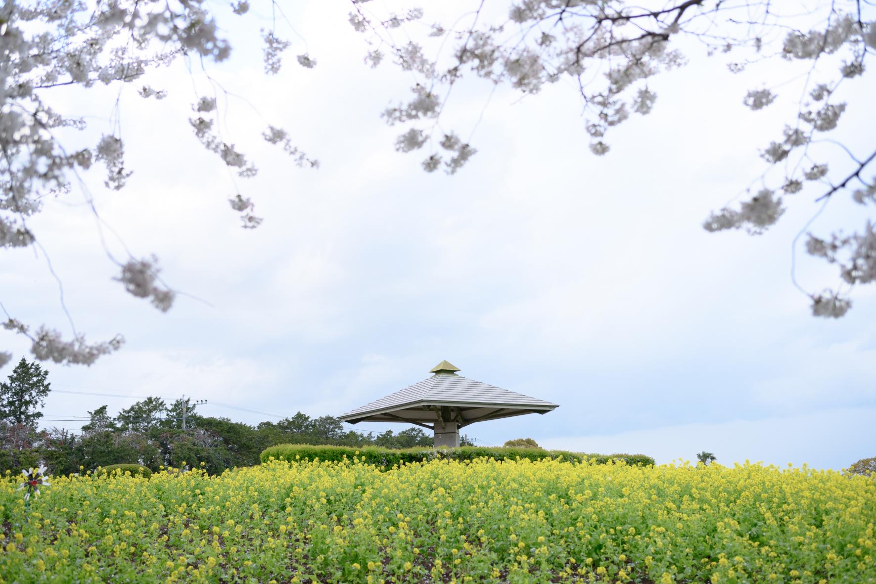 有明の森フラワー公園-2