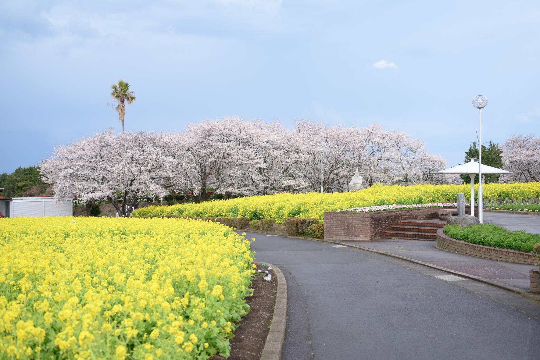 有明の森フラワー公園-1