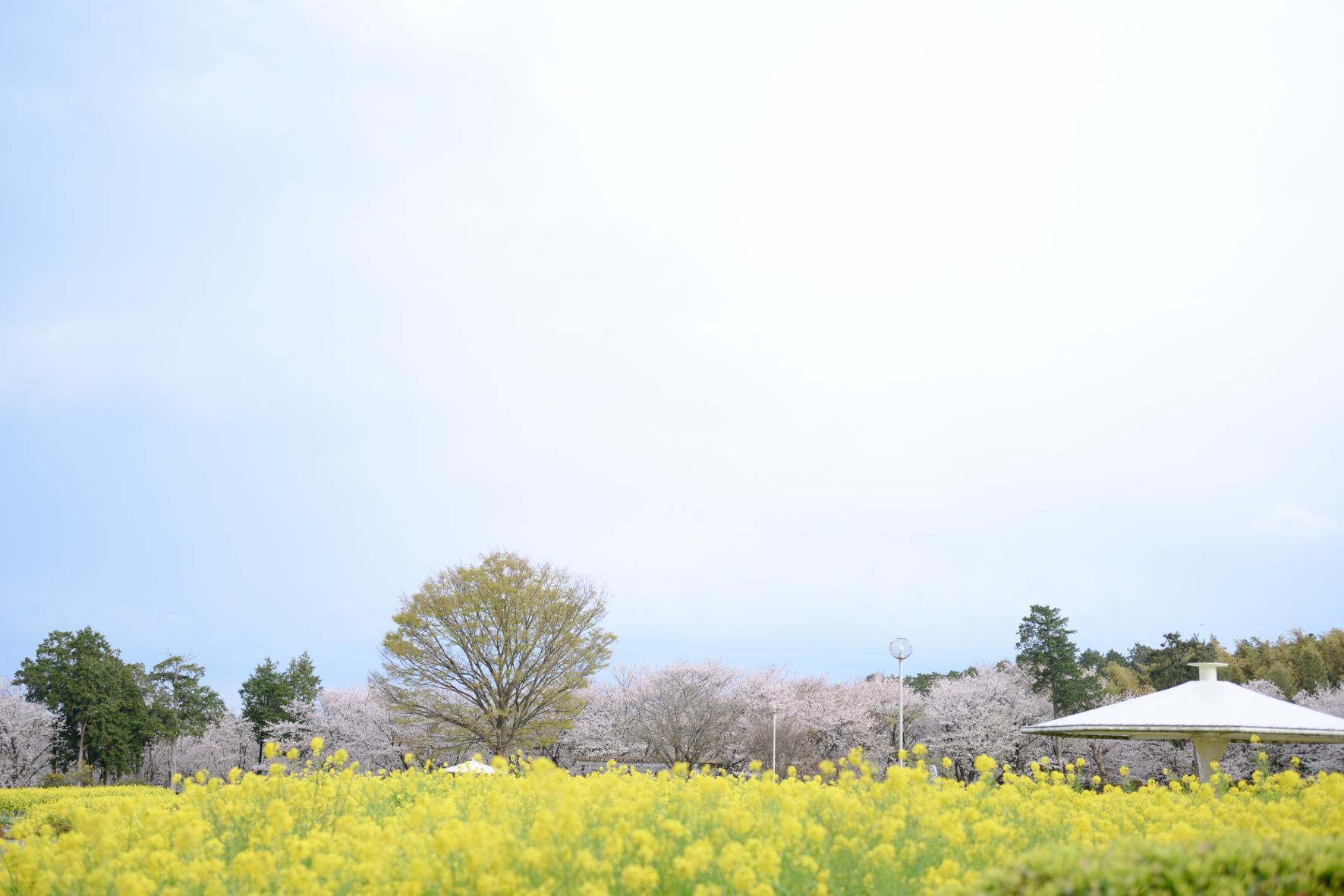 有明の森フラワー公園-0