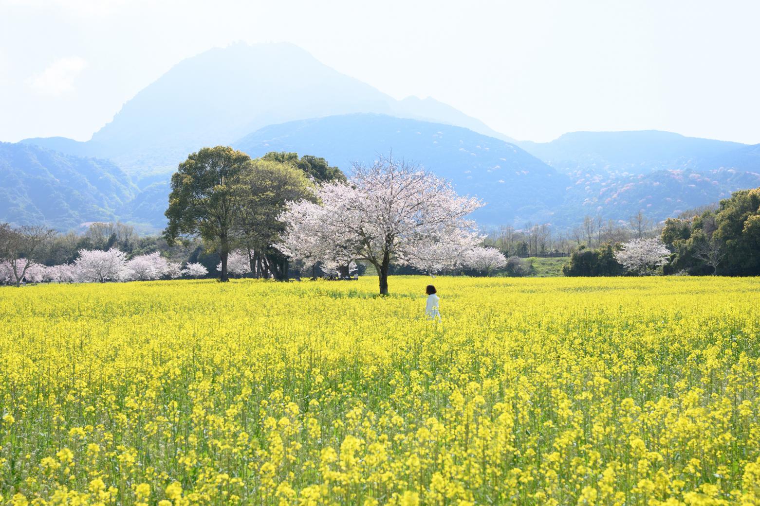 しまばら火張山花公園-0