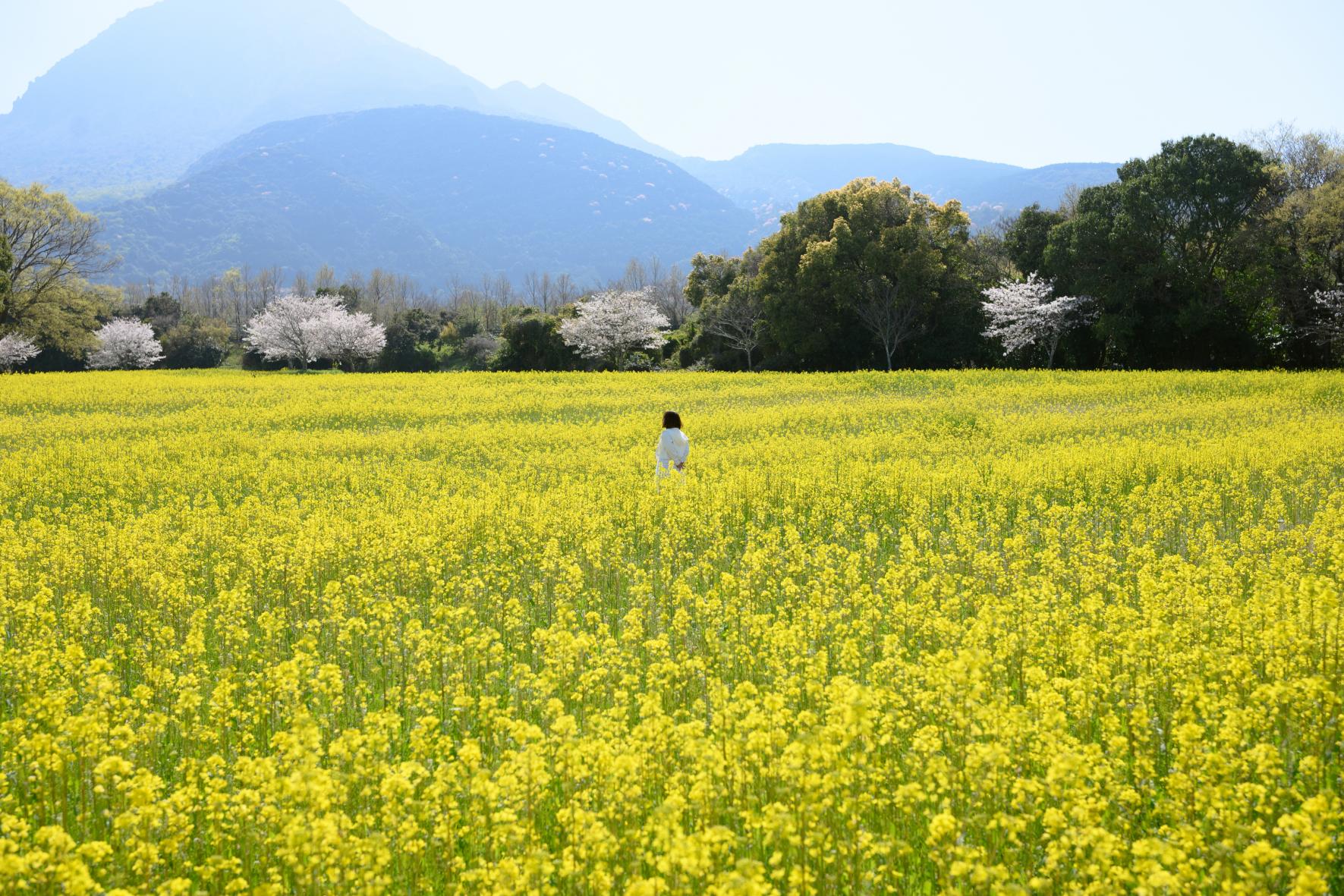しまばら火張山花公園-1