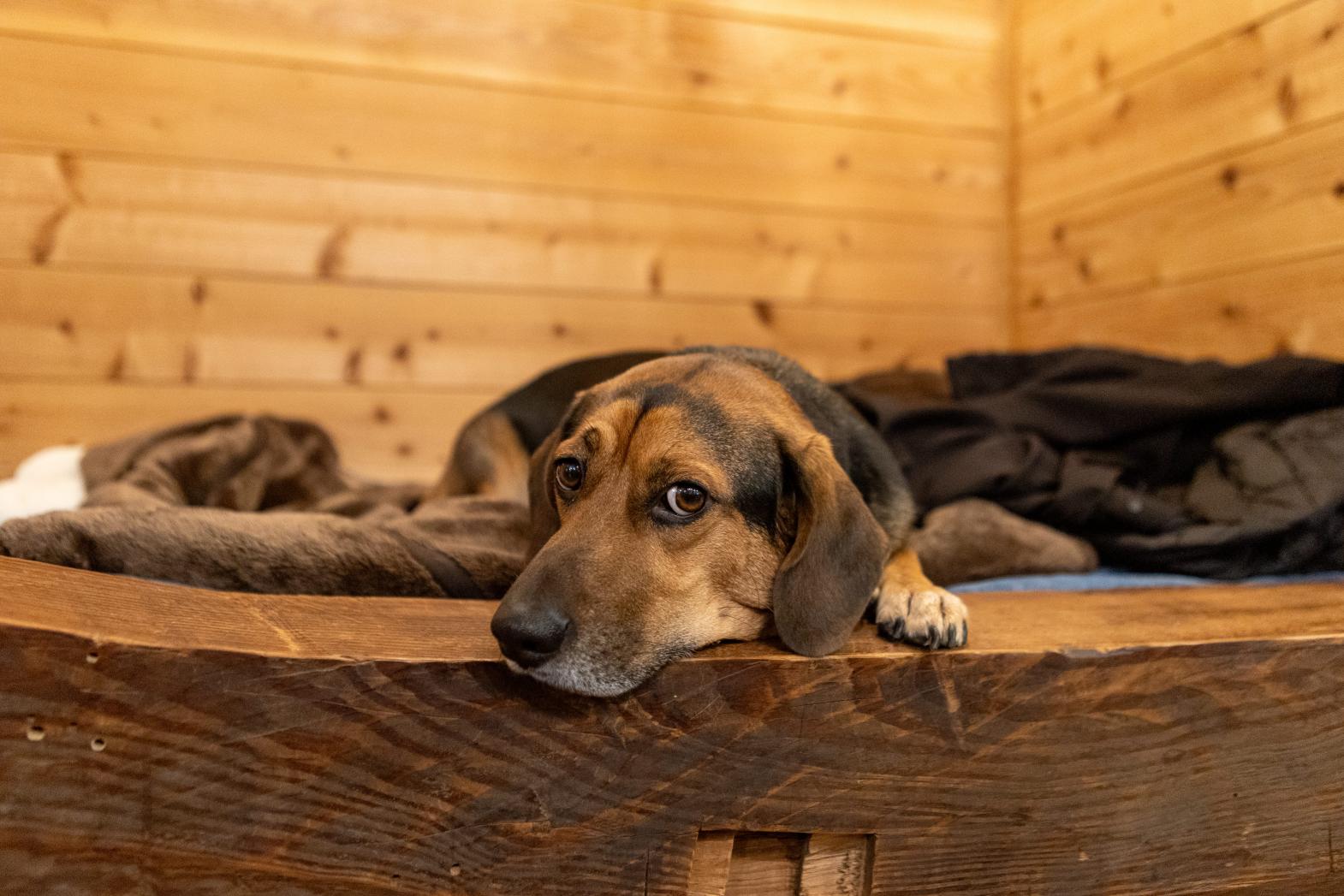 人も動物もウェルカム。誰をもを受け入れる懐の深さがここの魅力-0