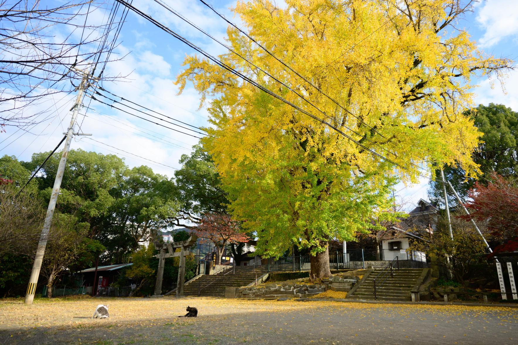 ５．大徳寺公園-0