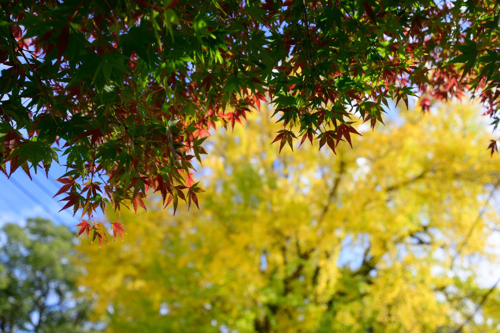 ５．大徳寺公園-2