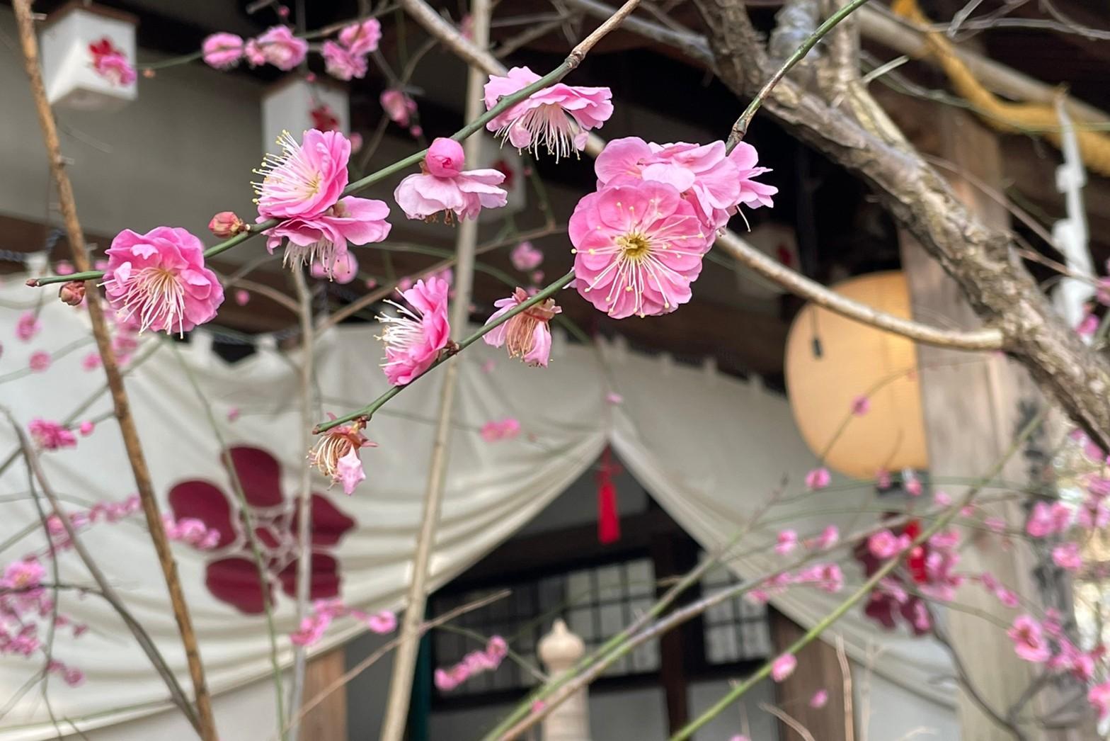 長崎市　松森神社（松森天満宮）の梅　春の気配-1