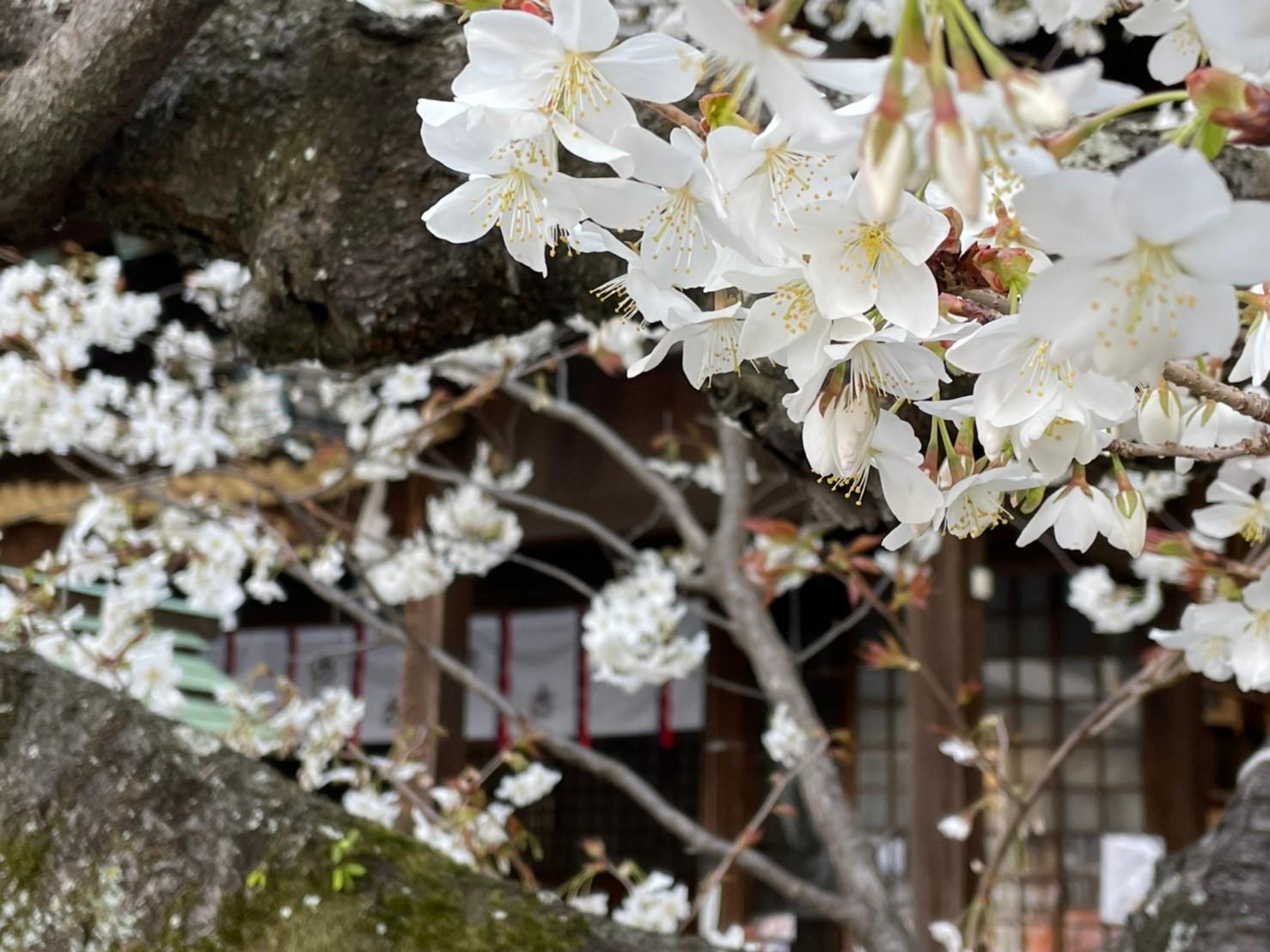 長崎　伊勢宮　早咲きの桜が見頃です！-1