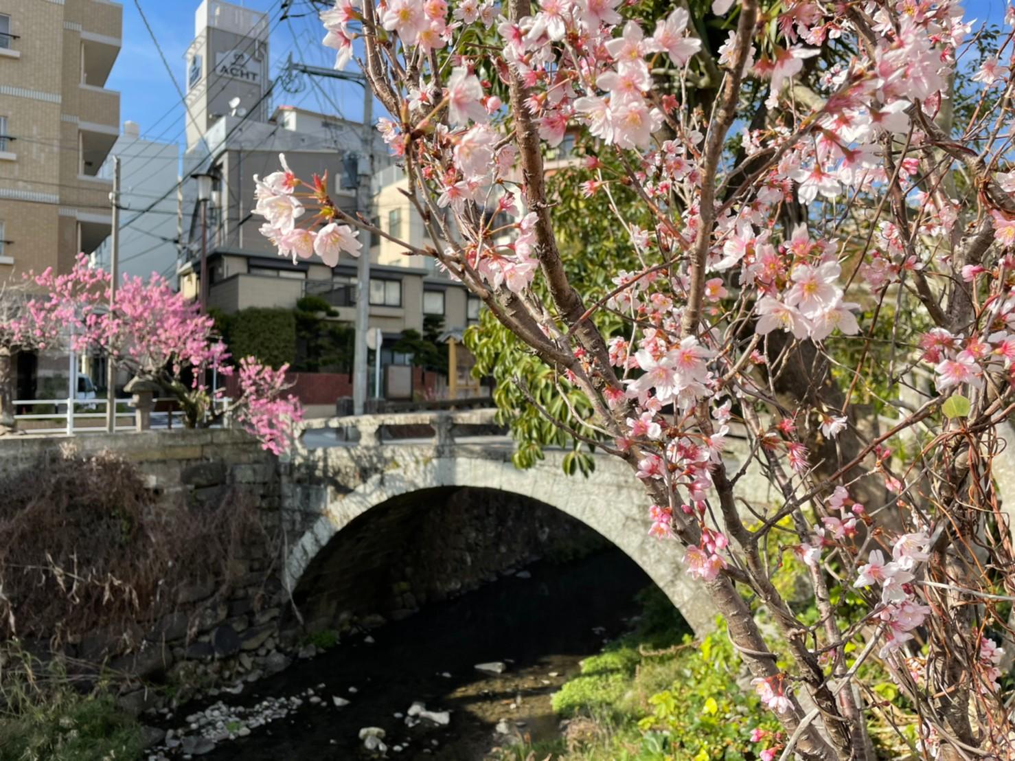 長崎　桃渓橋の桃が見頃です！-1