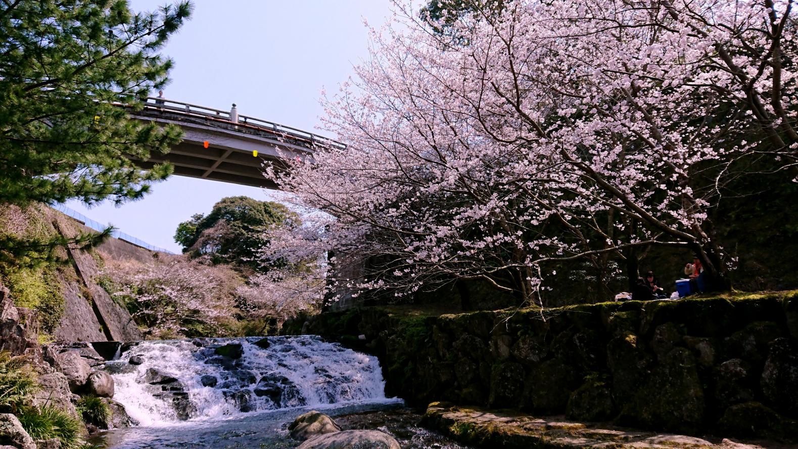 雲仙市　橘神社（橘公園）の桜-1