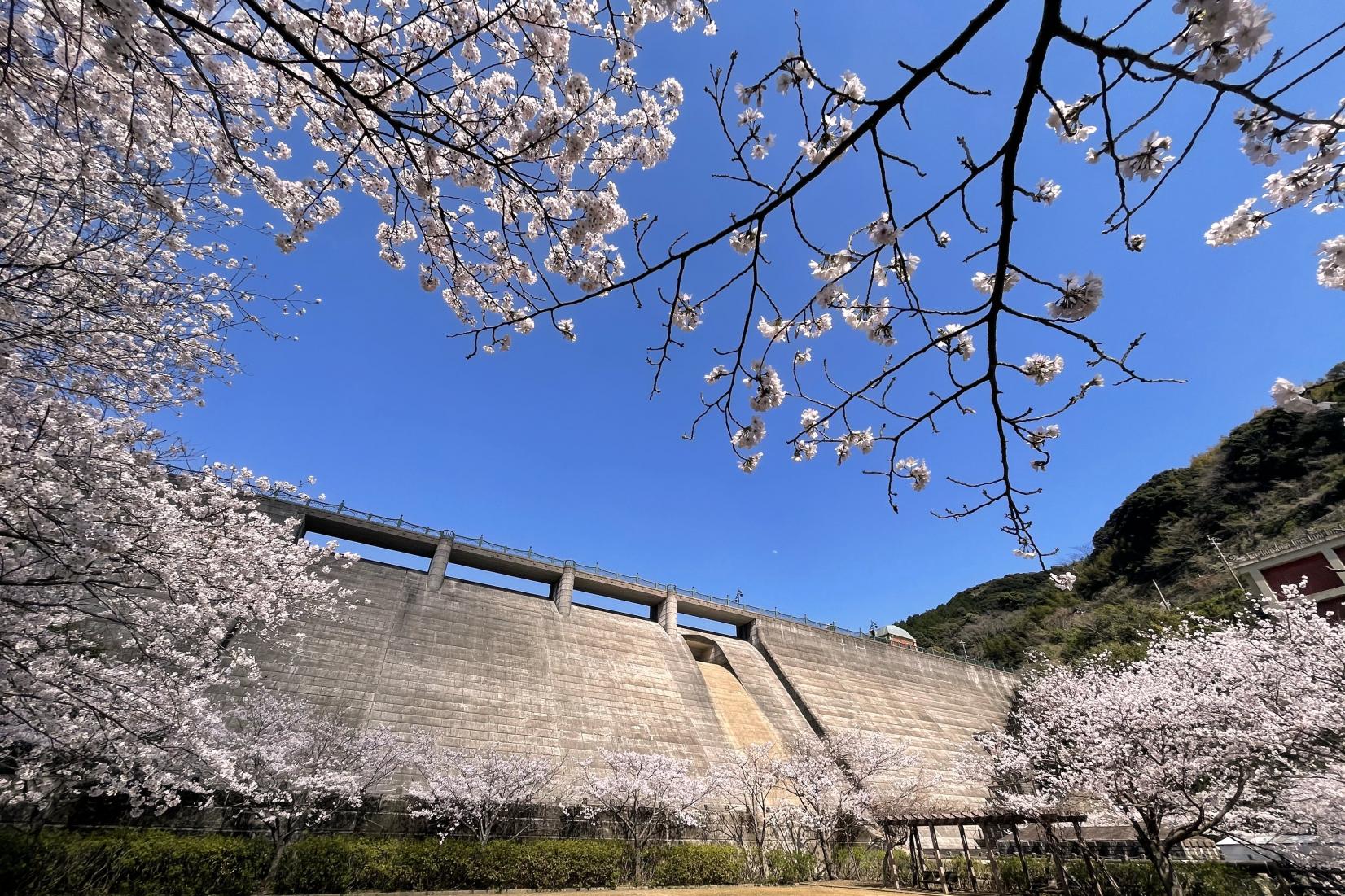 長崎市　西山ダム公園の桜-1