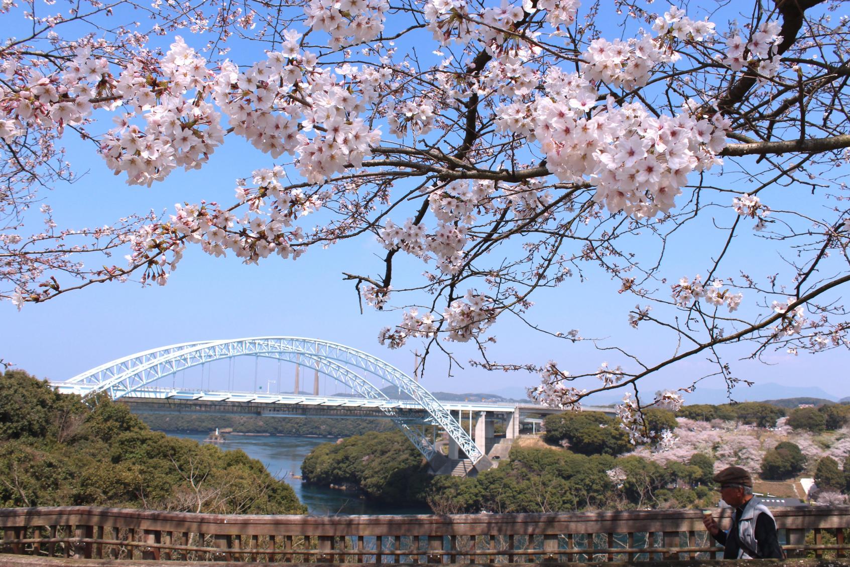 西海橋公園の桜 2018-1