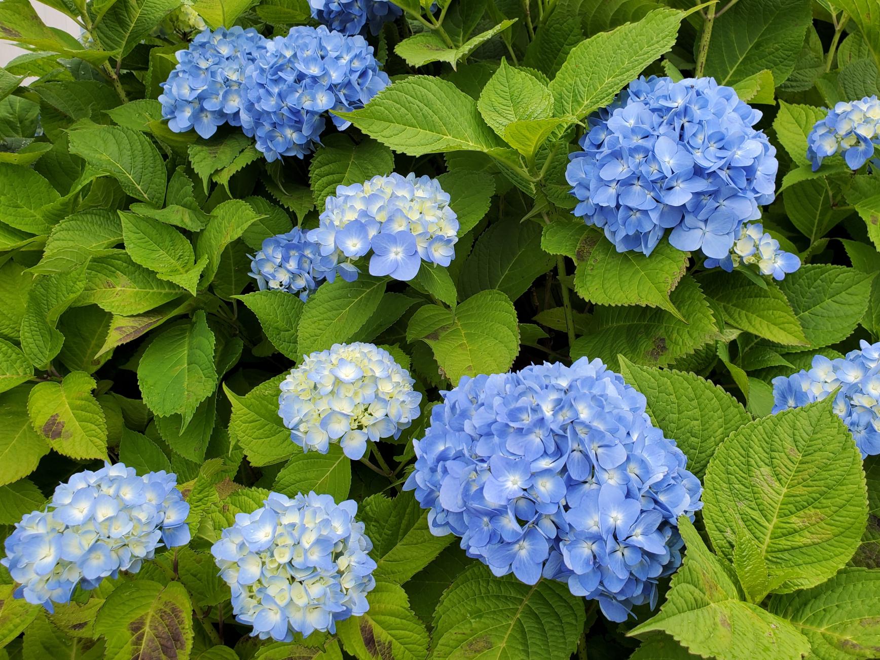 長崎の梅雨は紫陽花 路面電車 みなと わたしがえらぶ長崎のお気に入り Tabi Note 公式 長崎観光 旅行ポータルサイト ながさき旅ネット