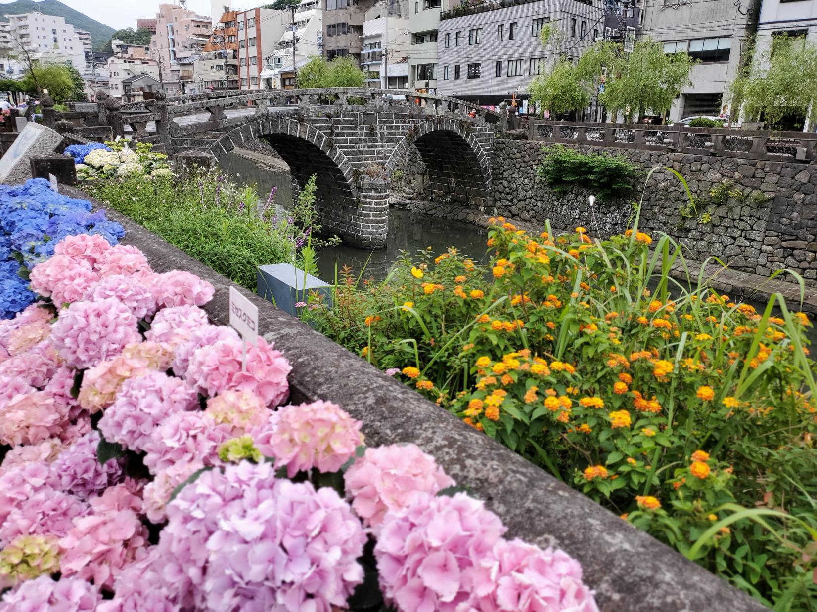 眼鏡橋の紫陽花-1