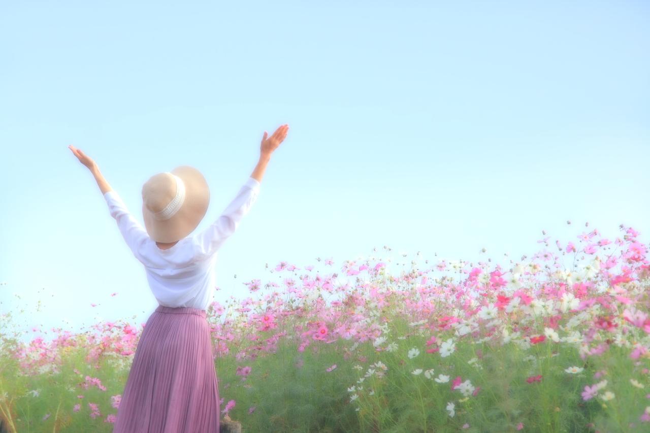 心癒されるコスモスの絶景!白木峰で過ごす秋のひと時-1