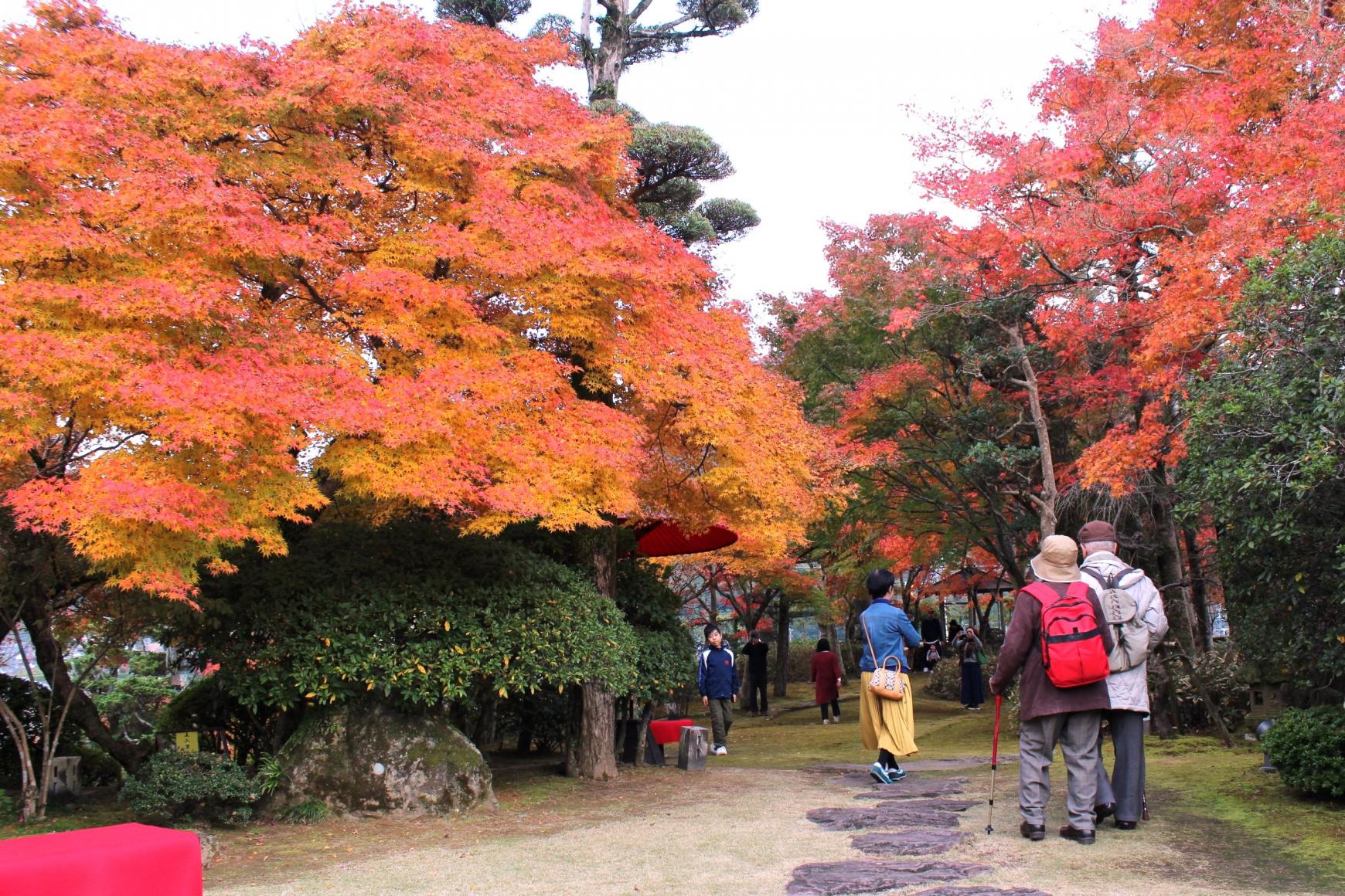 長崎市 紅葉の名所「迎仙閣」公開は年に2日間のみ!-1