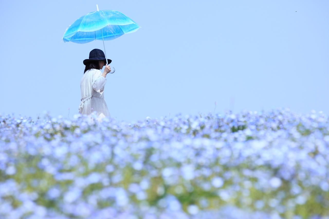 長崎にもある！絶景のネモフィラ畑！ツツジの名所「松本ツツジ園」色とりどりの花の楽園に感動-1