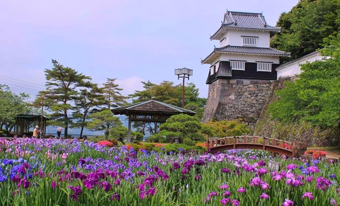 大村公園の花菖蒲 & 名物「梅ヶ枝焼」「大村寿司」-1