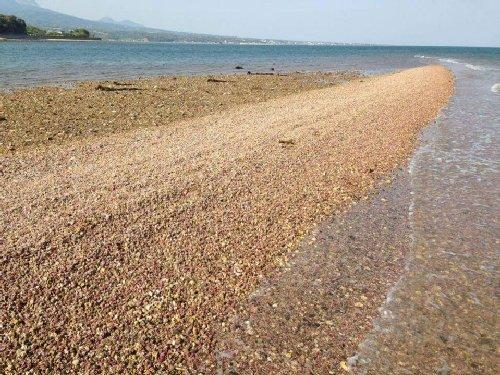 世界で3ヶ所だけ！ 世界遺産「原城跡」の沖に浮かぶ「幻の島」リソサムニューム礁に上陸できます！-1