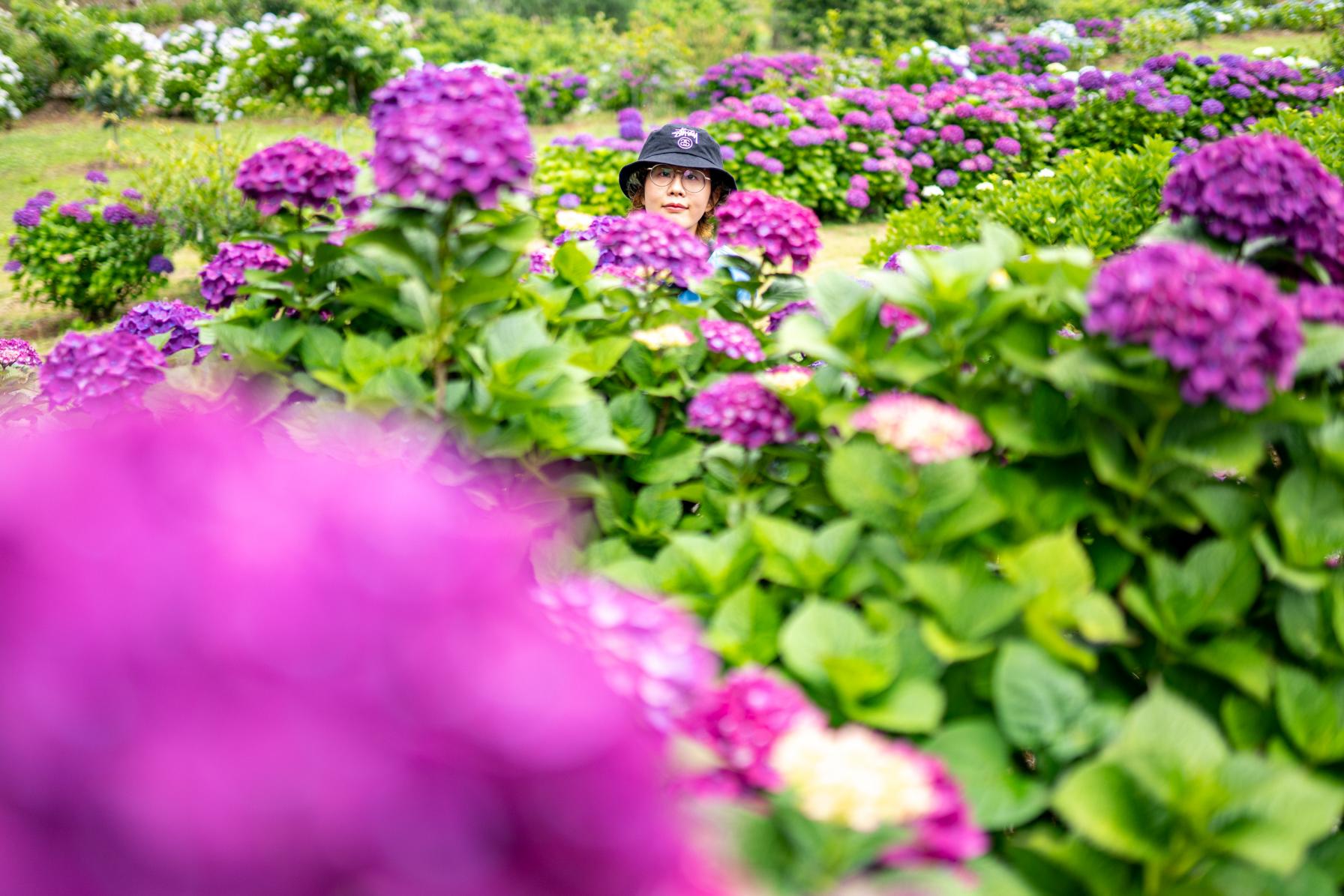 福岡から１時間で行ける♪絶景の紫陽花スポットが壱岐にあった！梅雨時期以外の楽しみ方も◎-1