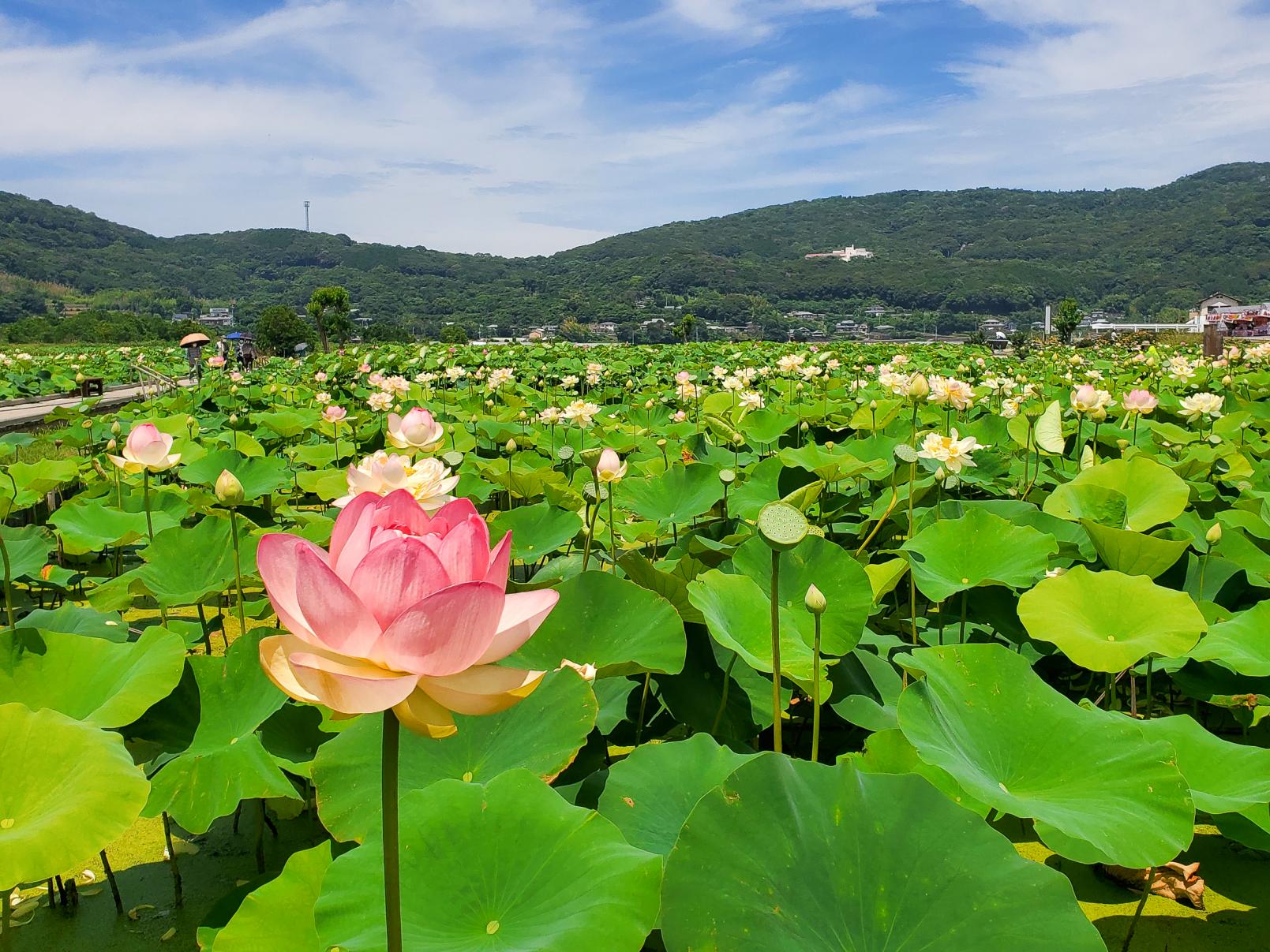 九州最大級 夏の花 蓮 睡蓮 の名所 唐比ハス園 名物 幻のれんこん を食べられるお店もご紹介 わたしがえらぶ長崎のお気に入り Tabi Note 公式 長崎観光 旅行ポータルサイト ながさき旅ネット