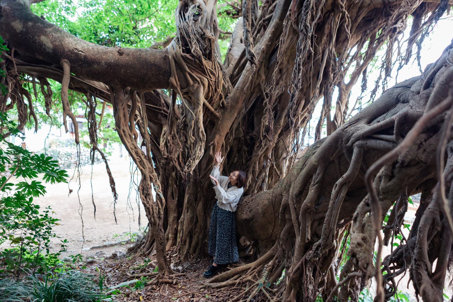 【写真映え×パワースポット】大自然のエネルギーと生命力を感じる五島列島「アコウの樹」特集-1