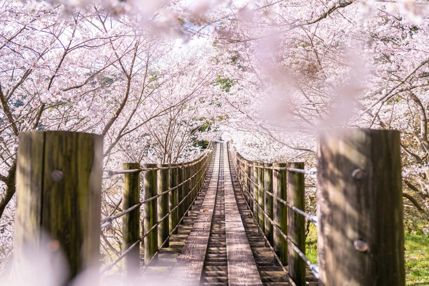 【長崎の桜・お花見】幻想的な桜の吊り橋を見にいこう!穴場の絶景スポットをご紹介 | わたしがえらぶ長崎のお気に入り Tabi Note ...