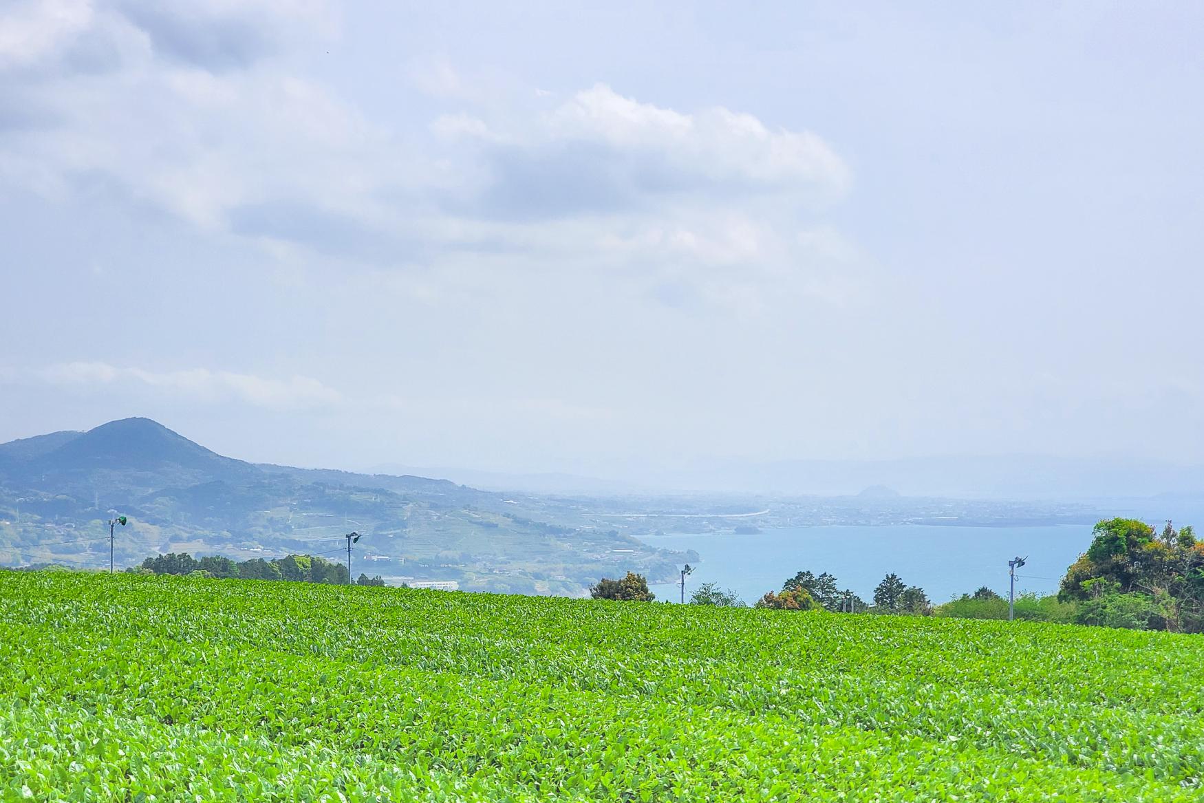 春は新茶の季節！日本一の「そのぎ茶」を求めて東彼杵（ひがしそのぎ）町へ！-1