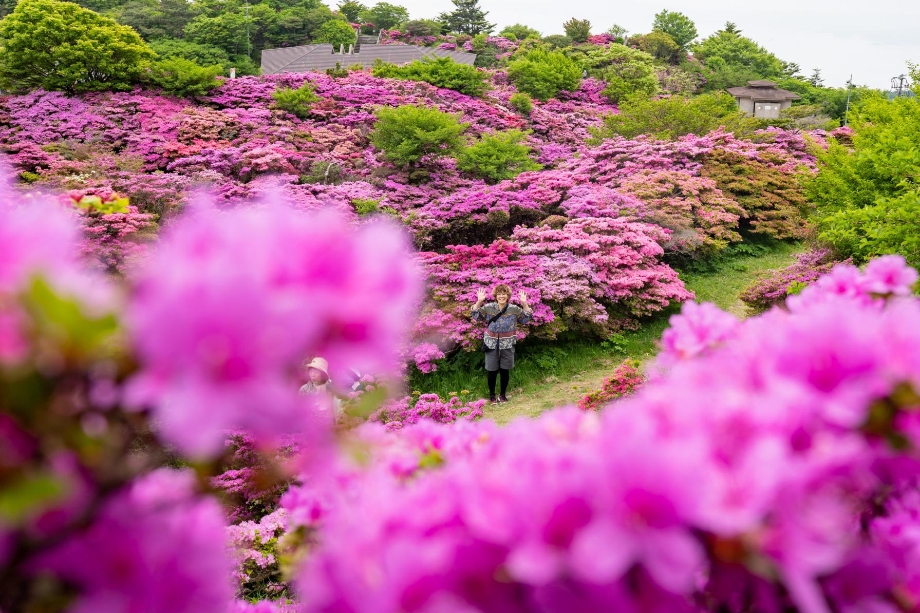 【長崎の絶景】登山なしでも見られる◎圧巻のミヤマキリシマ群落を見に雲仙へ！-1