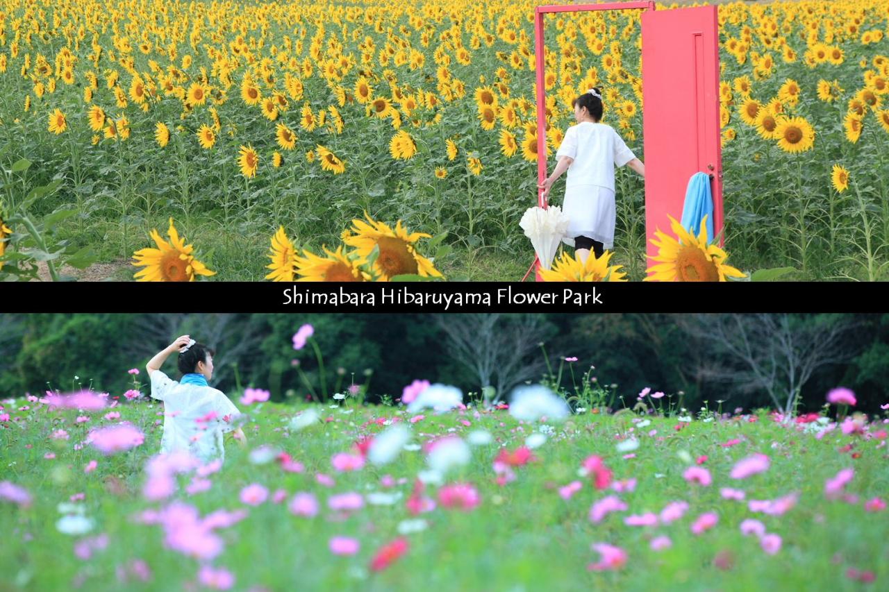 コスモスとヒマワリが同時に楽しめる！しまばら火張山（ひばるやま）花公園の #どこでもドア　で映え写真を撮ろう♪-1