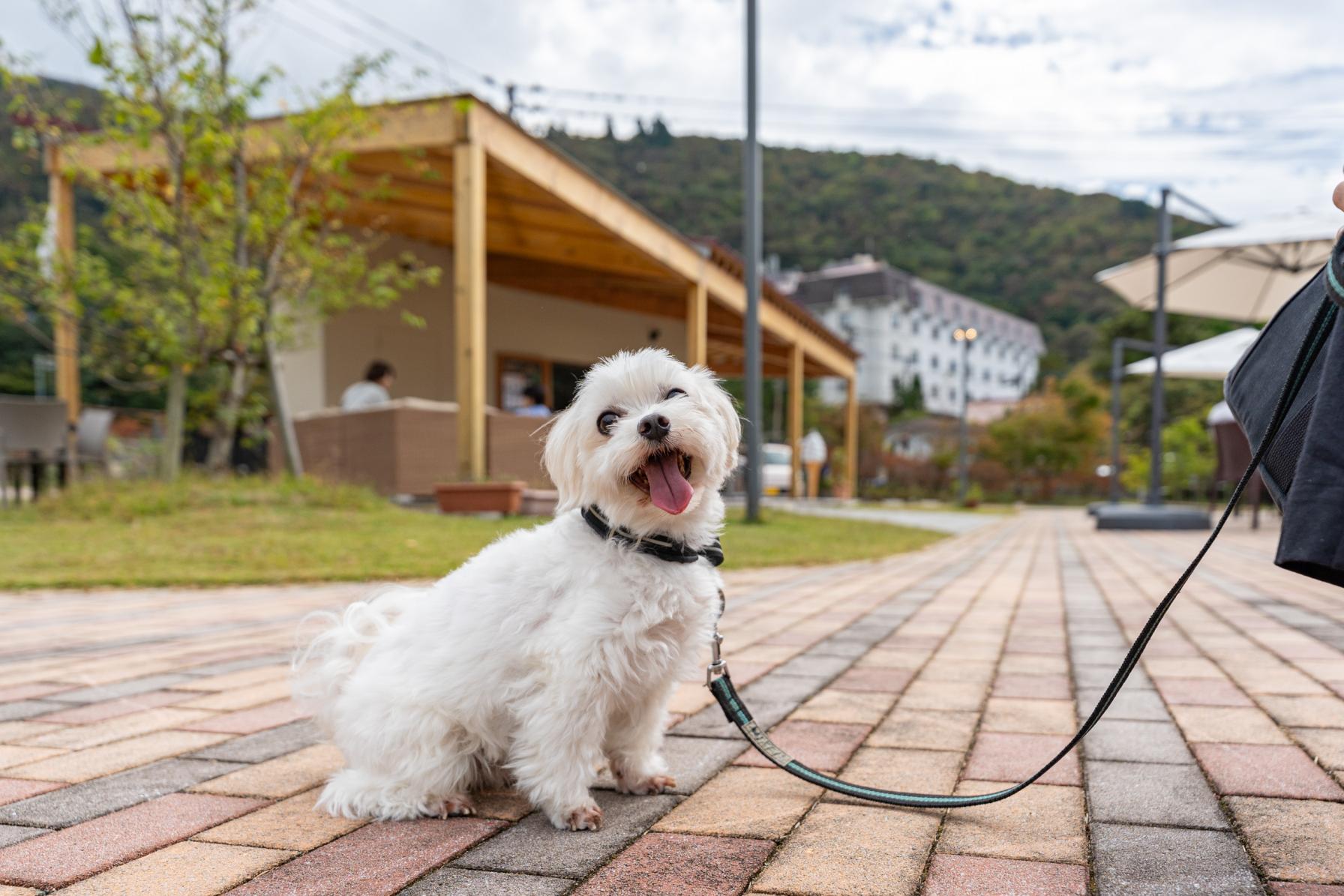 【ペットとお出かけ】ぜーんぶ愛犬と一緒に楽しめる！島原・雲仙のペットOKスポット巡ってきた-1