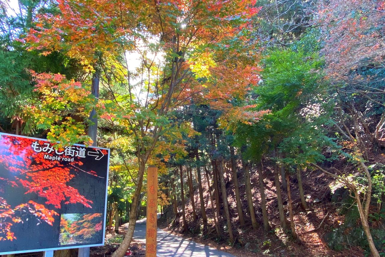 日本本土より韓国に近い島「対馬」に飛行機で行ってみた！
紅葉の名所「舟志のもみじ街道」にレンタカーでGO！アクセスから予約方法まで徹底解説（上対馬編）-1