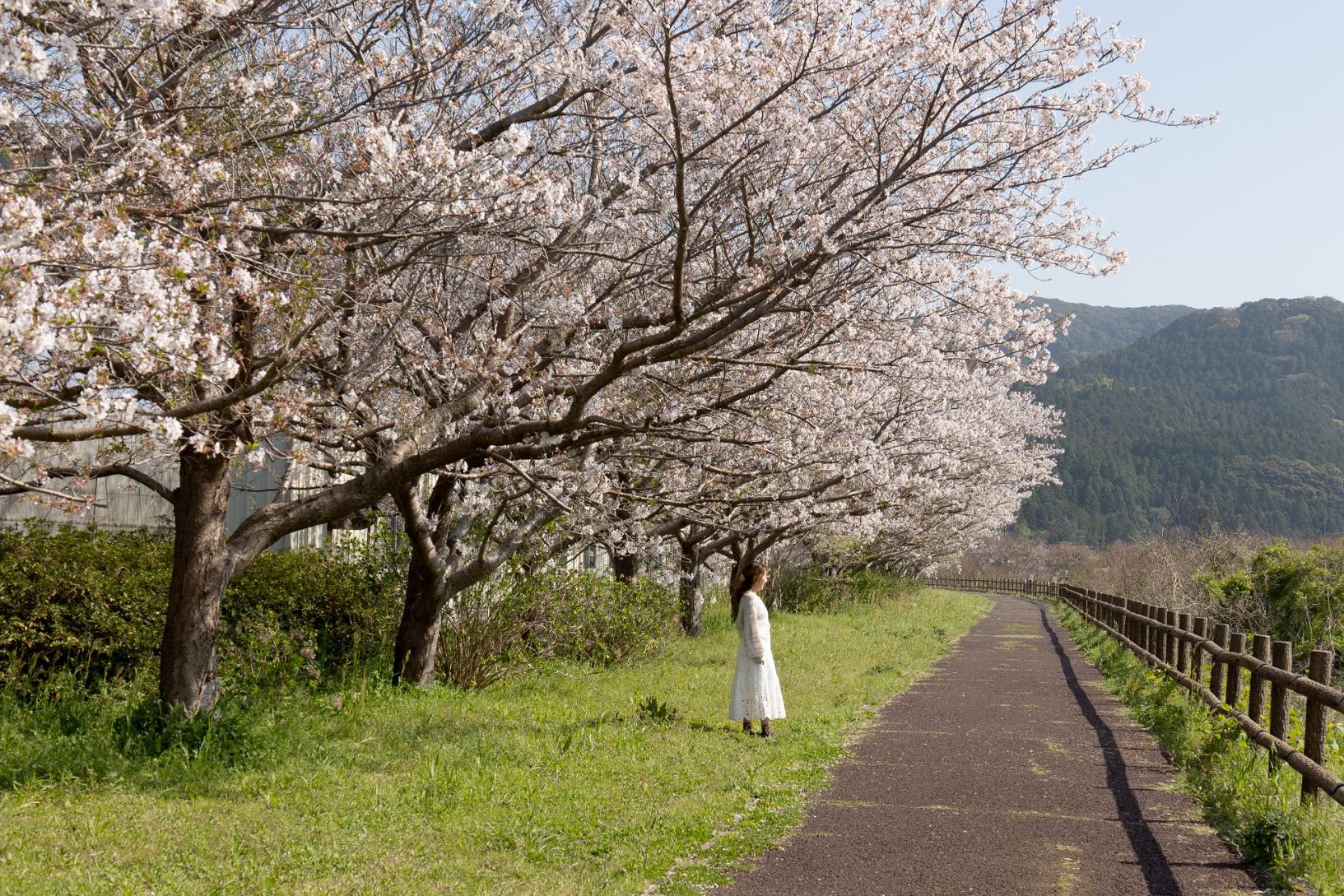 【長崎・波佐見(はさみ)】ながーーーい桜並木でお花見しませんか?桜の名所と波佐見焼めぐりモデルコース♪-1