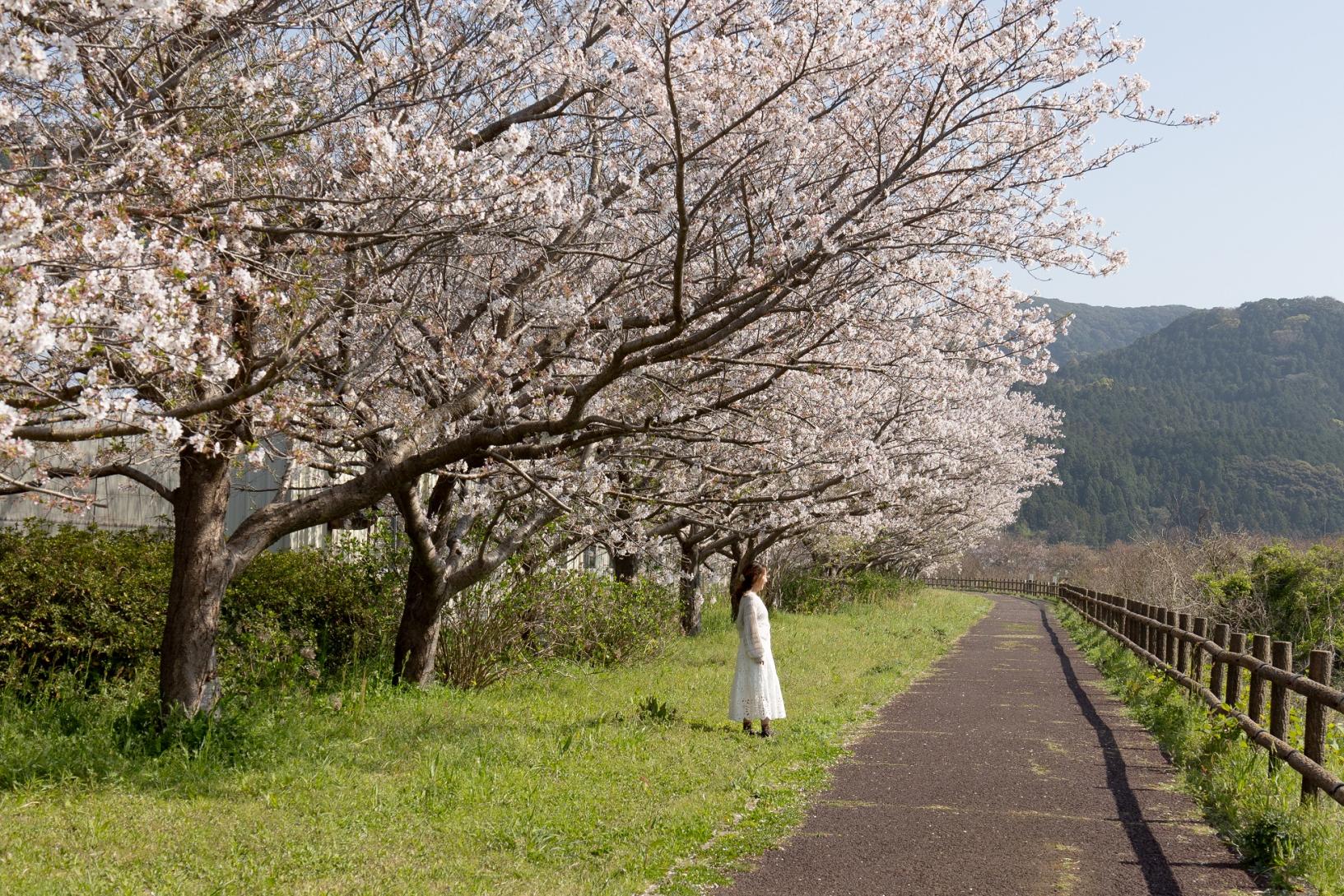 【長崎・波佐見（はさみ）】ながーーーい桜並木でお花見しませんか？桜の名所と波佐見焼めぐりモデルコース♪-1