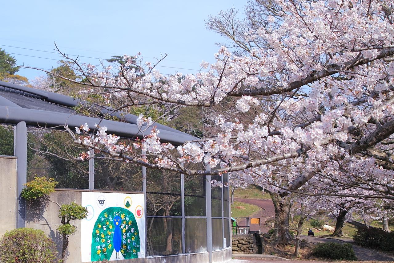 長崎県内唯一の「くじゃく園」！桜満開の大崎自然公園で、アクティビティ盛りだくさんの川棚（かわたな）を遊び尽くそう！-1