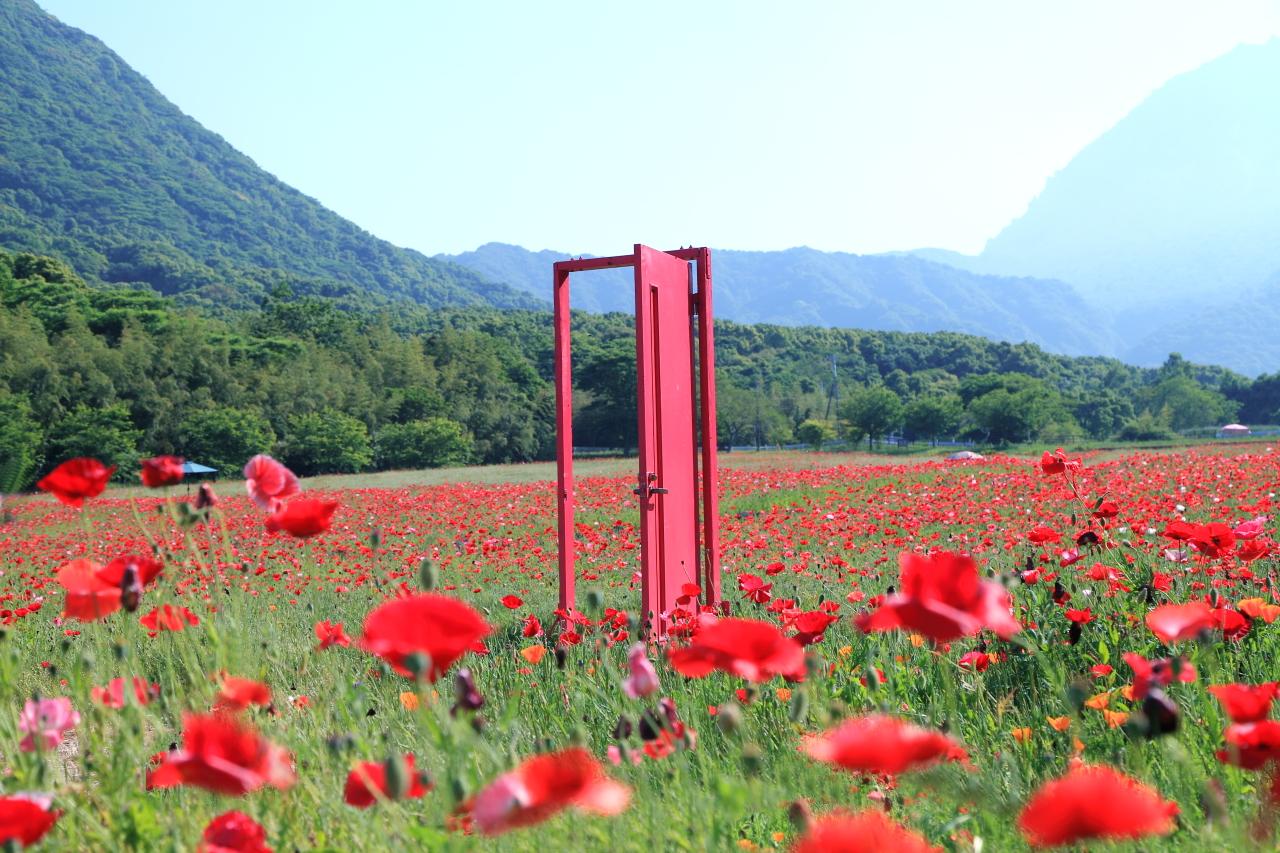 ＧＷは、長崎の絶景ポピー畑へ！「しまばら火張山花公園」の春は、桜と菜の花の共演から！平成新山を背景に #どこでもドア をくぐってみよう！-1