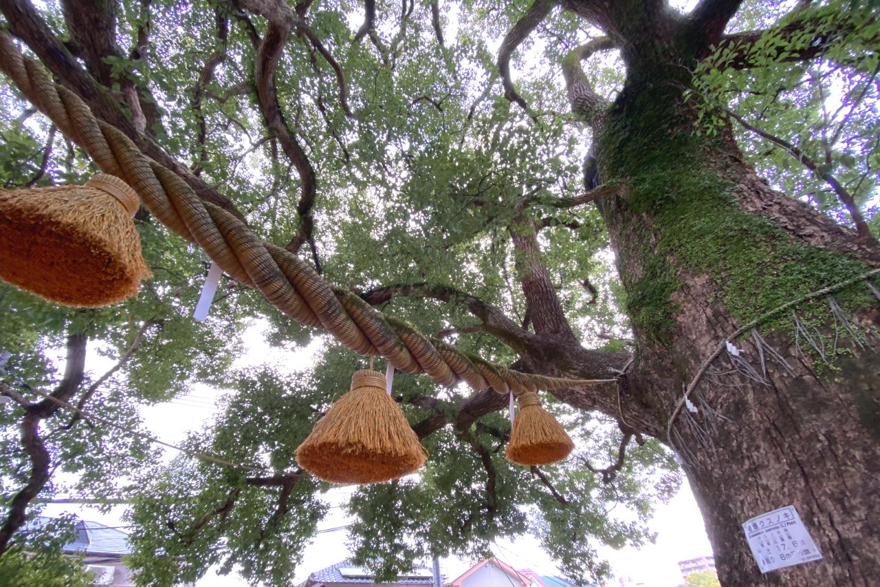 「タビフクヤマ」聖地巡礼！山王神社のクスノキ、原楽器店、コロッケ…福山雅治さんのルーツを辿る旅！-1