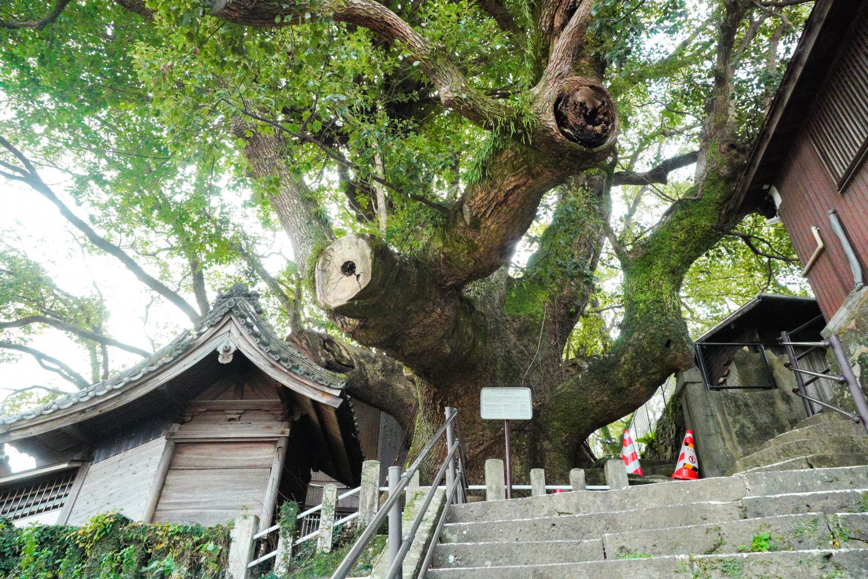 【長崎朝さんぽ】出島〜新地中華街〜今話題の大徳寺の大クスへ｜静かな朝に歩きたい、歴史が折り重なる市内散策コース-1