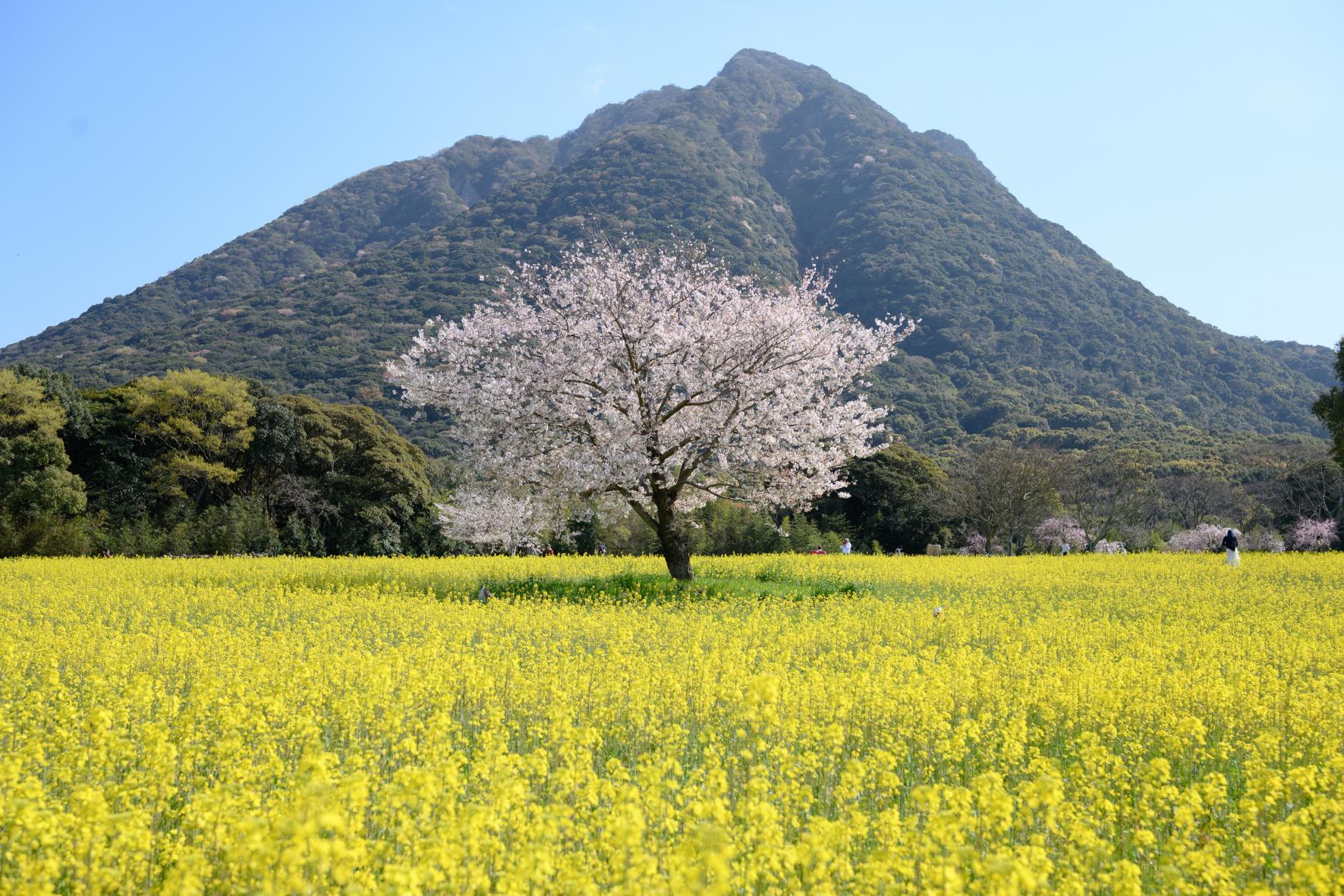 春の桜ドライブ！島原半島の桜スポット＆休憩グルメをめぐるお花見コース-1