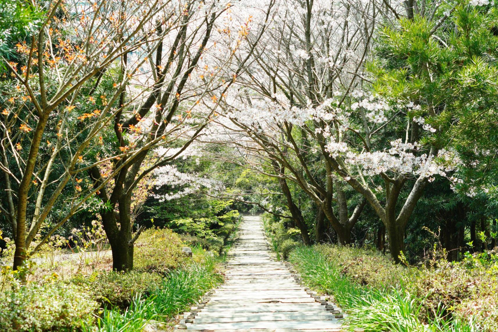 【長崎県の穴場桜スポット】999段の桜並木道を登って絶景へ！琴平スカイパークで一日遊べるお花見コース-1