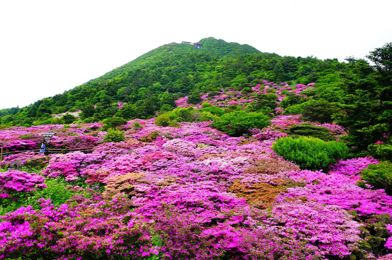 連年余り - 于培山 ミヤマキリシマ咲く絶景シーズンに雲仙普賢岳登山！駐車場から妙見岳