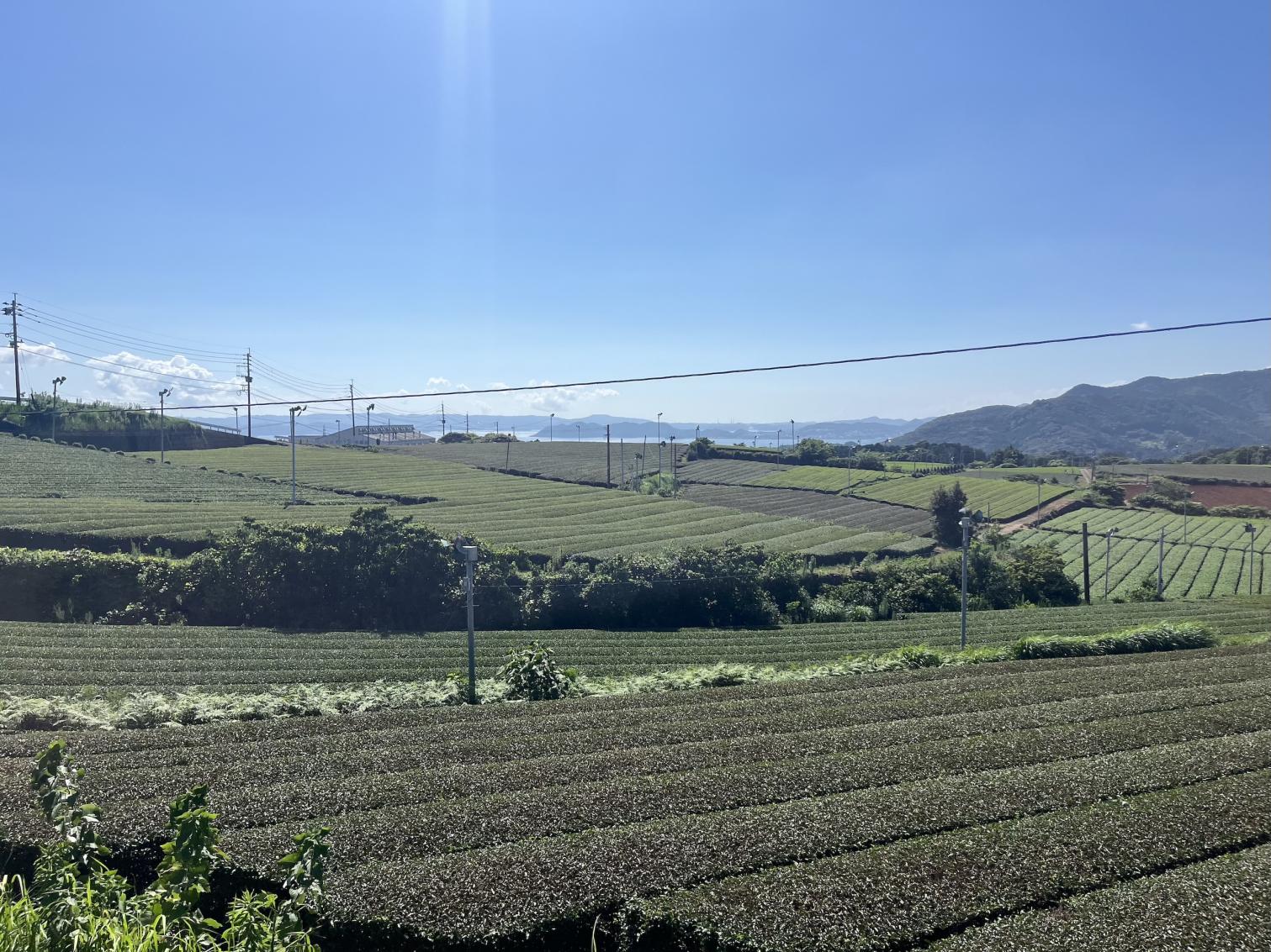 【日本一のそのぎ茶】お茶の町・東彼杵で味わうスイーツ＆グルメ４選-1