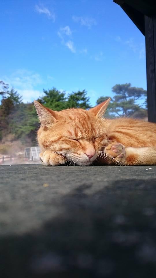 冬の雲仙　湯けむり猫の旅-1