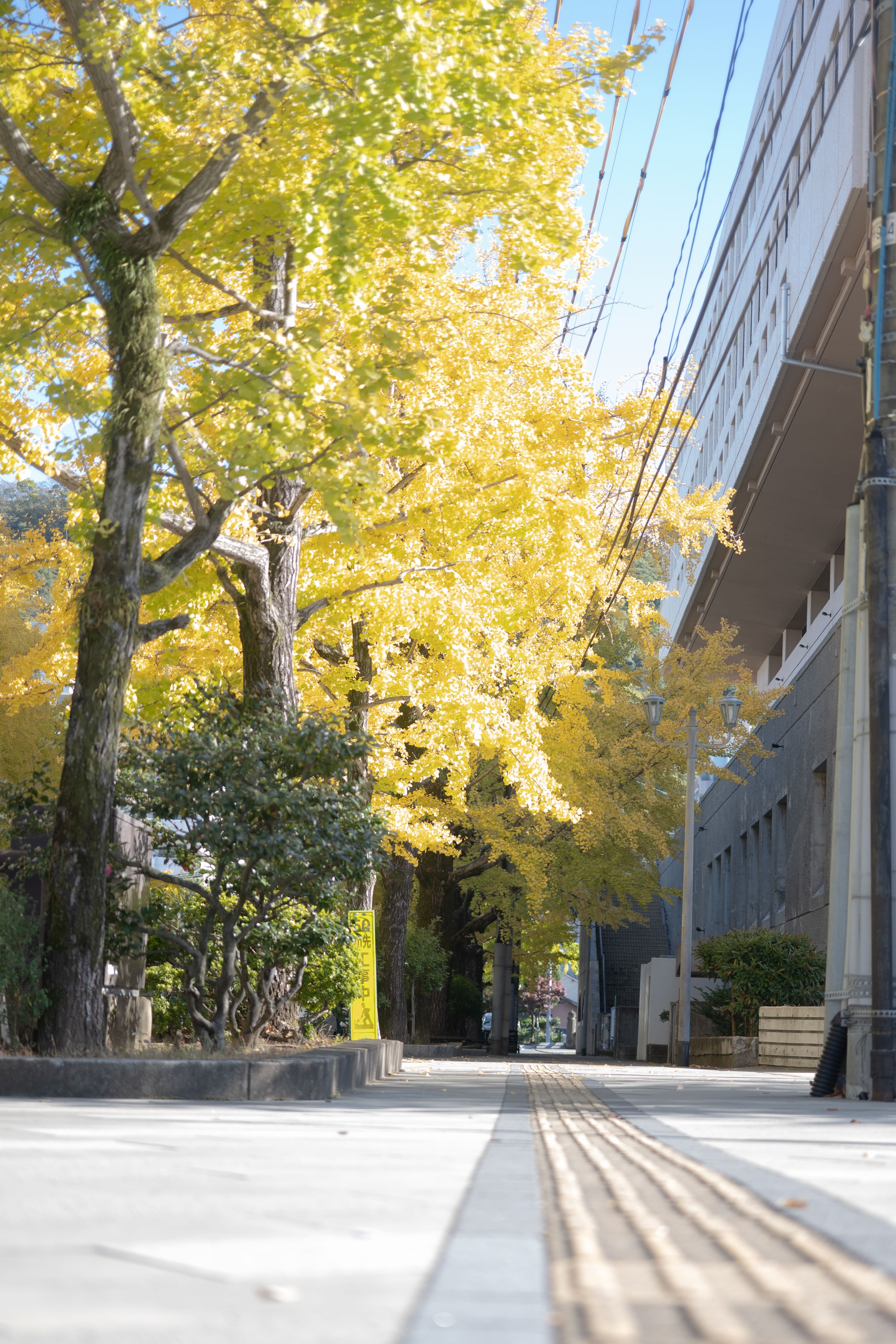 市民会館前のイチョウ並木