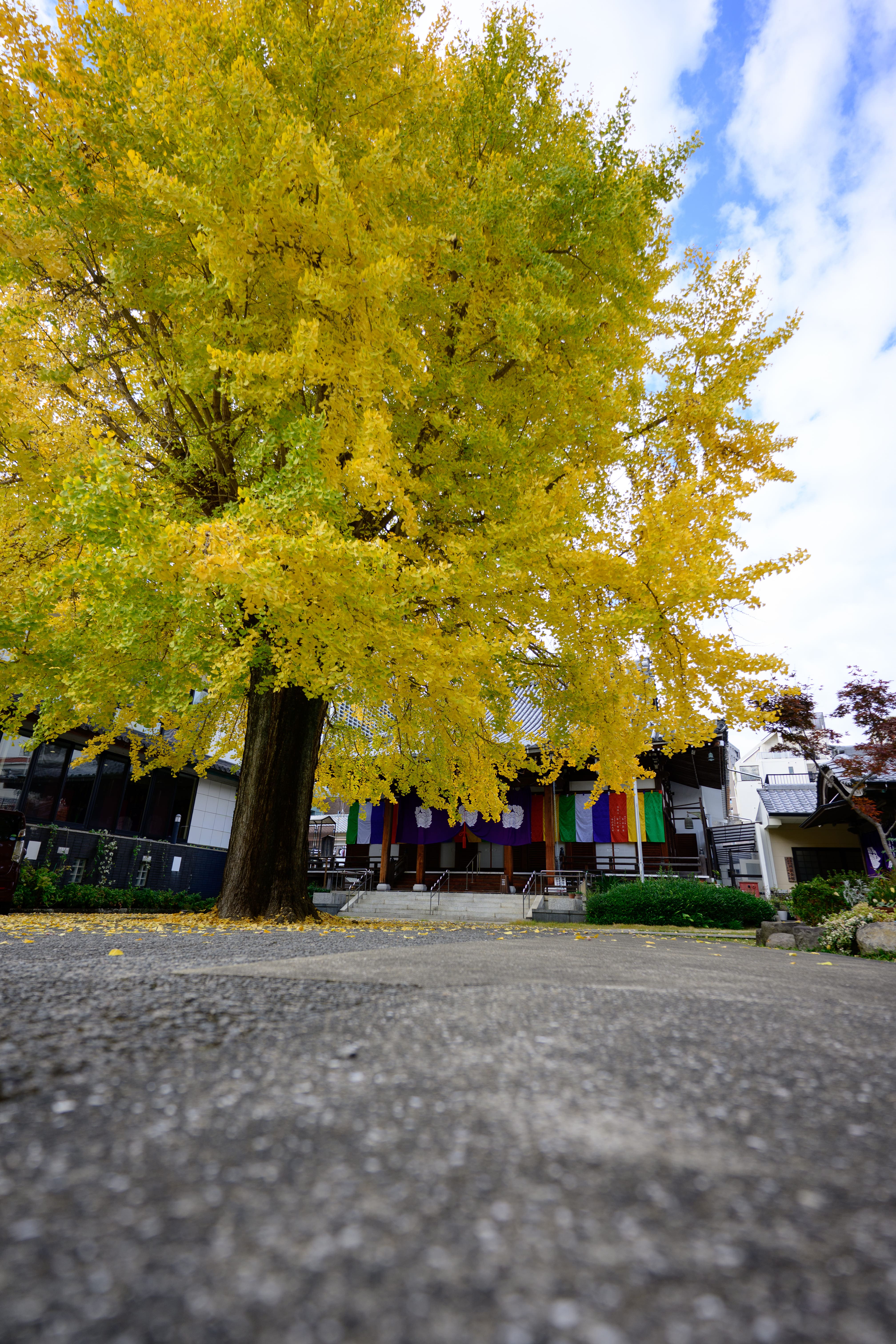 光栄寺のイチョウ並木