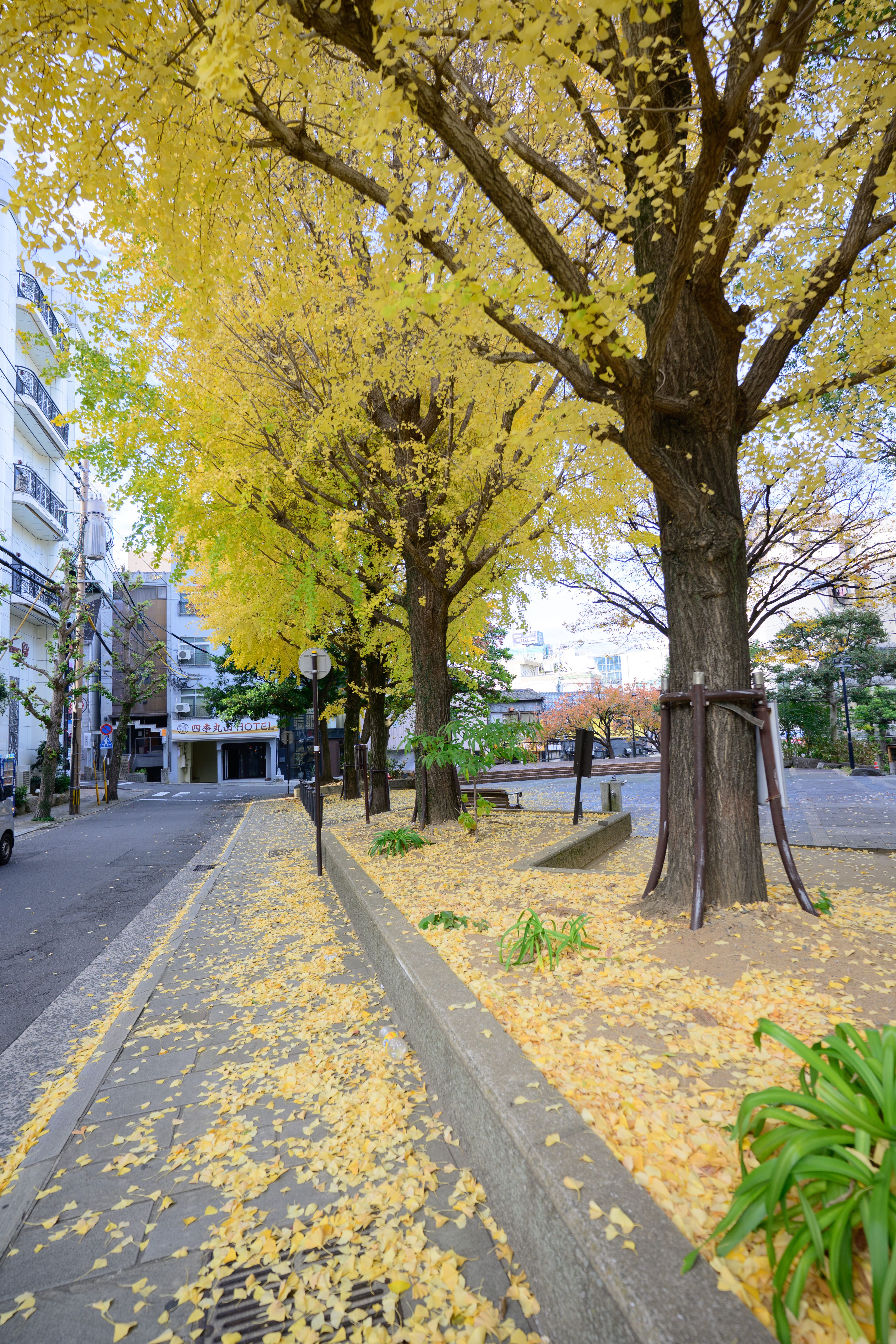 丸山公園のイチョウ並木