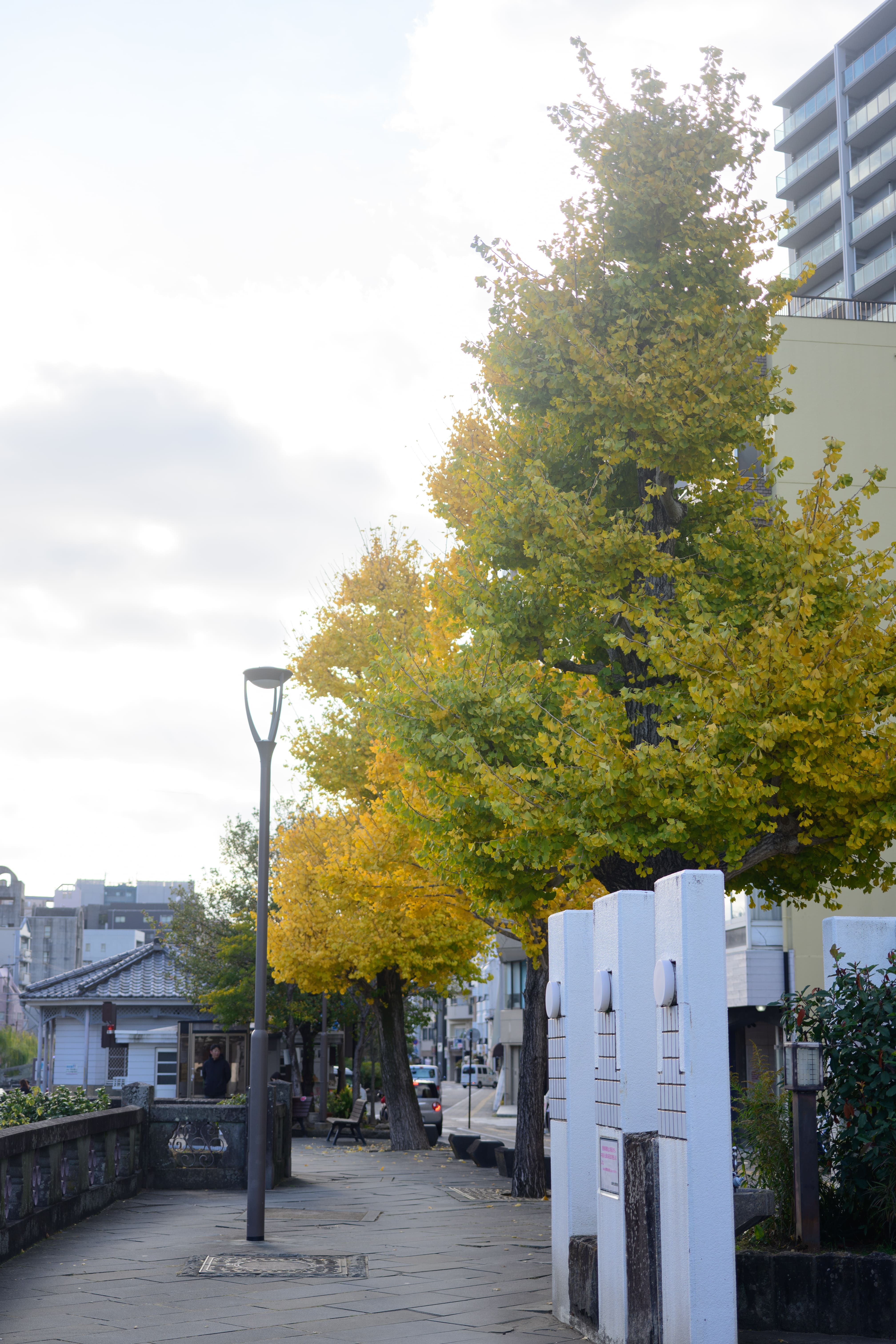 中島川公園のイチョウ並木