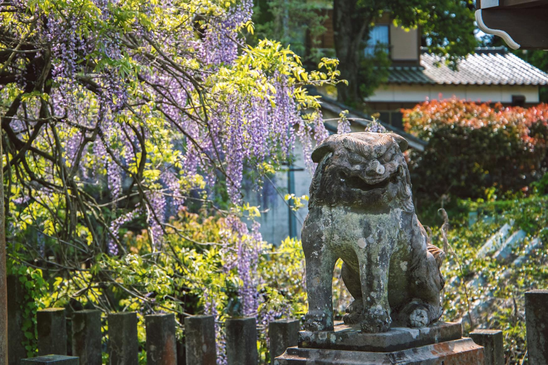 佐世保の春の絶景！美しい藤の花の名所とテレビで紹介されたボリューミーなお寿司をご紹介★-1