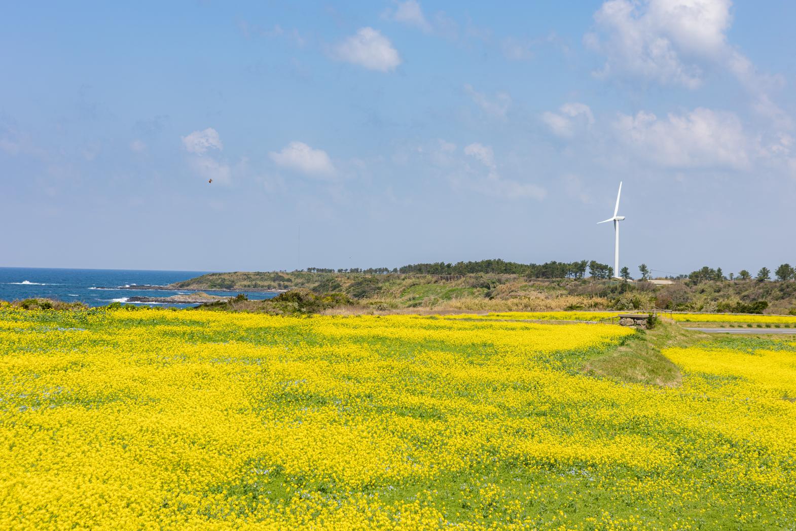 美しい海、壮大なジオスポットに絶景カフェも！キャンプや四季折々の花が楽しめる魚津ヶ崎公園の魅力をご紹介-1