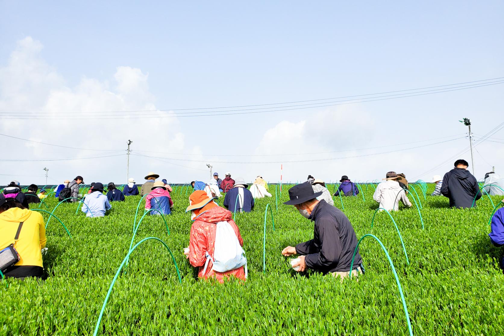 春は新茶の季節！日本一のそのぎ茶を求めて東彼杵（ひがしそのぎ）へ！-3